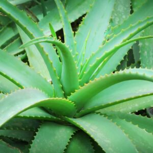 aloe vera pianta